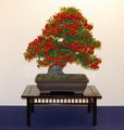 Fire thorn